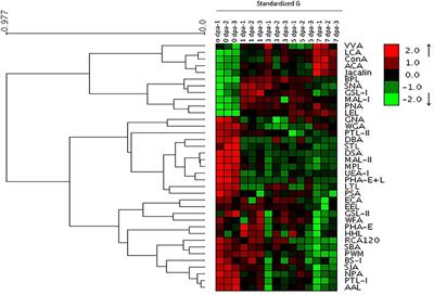 Protein Core Fucosylation Regulates Planarian Head Regeneration via Neoblast Proliferation